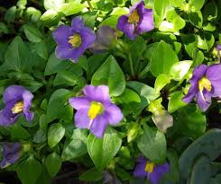 Image result for Exacum affine