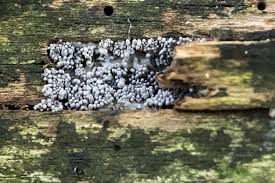 Attēlu rezultāti vaicājumam “Arcyria cinerea”