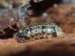 Attēlu rezultāti vaicājumam “Armadillidium pulchellum”