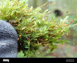 Attēlu rezultāti vaicājumam “Pseudotaxiphyllum elegans”