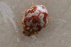 Attēlu rezultāti vaicājumam “Myrrha octodecimguttata”