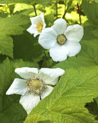 Attēlu rezultāti vaicājumam “Rubus parviflorus”