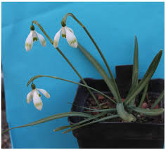 Attēlu rezultāti vaicājumam “Galanthus nivalis”