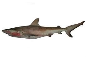 Image result for Carcharhinus galapagensis