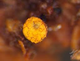 Attēlu rezultāti vaicājumam “Cribraria purpurea macro”