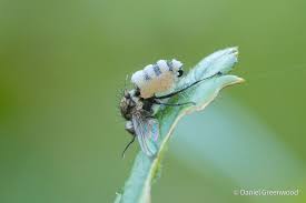 Attēlu rezultāti vaicājumam “Entomophthora”