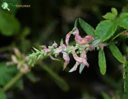 Attēlu rezultāti vaicājumam “Artemisia vulgaris flower”