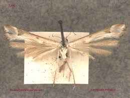 Attēlu rezultāti vaicājumam “Platyptilia tesseradactyla”