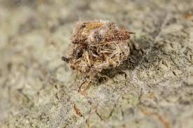 Attēlu rezultāti vaicājumam “Chrysopidae larva”