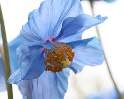 Image result for Meconopsis betonicifolia alba