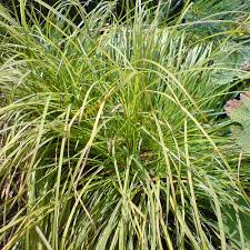 Attēlu rezultāti vaicājumam “Carex montana”