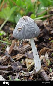 Attēlu rezultāti vaicājumam “Coprinus lagopus”