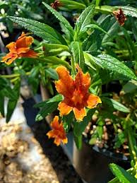 Image result for Mimulus x hybrida