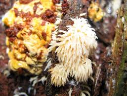 Attēlu rezultāti vaicājumam “Mucronella bresadolae”