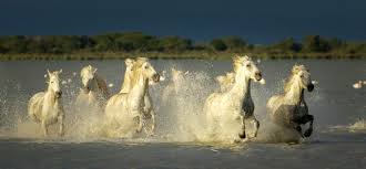 Image result for parque natural de camargue