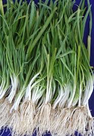 Résultat de recherche d'images pour "Allium fistulosum"