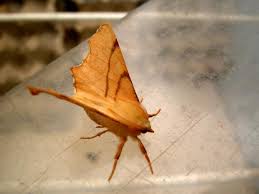 Attēlu rezultāti vaicājumam “Ennomos erosaria”