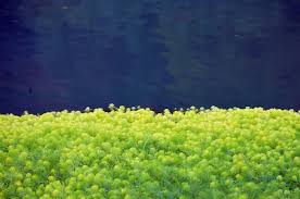 「水蘭」的圖片搜尋結果