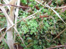 Attēlu rezultāti vaicājumam “Lophozia incisa”