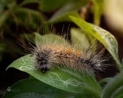 Attēlu rezultāti vaicājumam “Spilosoma lutea imago”