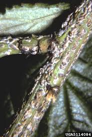 Attēlu rezultāti vaicājumam “Lepidosaphes ulmi”