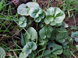 Attēlu rezultāti vaicājumam “Cardamine pratensis leaf”