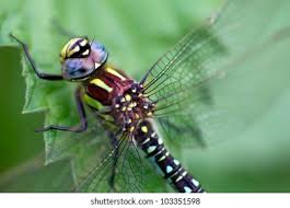 Attēlu rezultāti vaicājumam “Aeshna viridis”