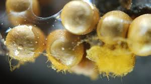 Attēlu rezultāti vaicājumam “Trichia varia macro”