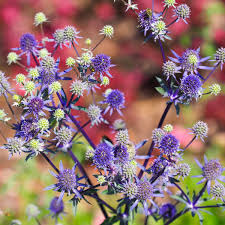 Image result for Edeldistel