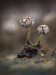 Attēlu rezultāti vaicājumam “Physarum album macro”