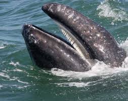 Image result for Balaenoptera omurai