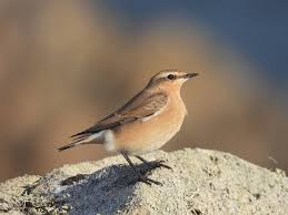 Attēlu rezultāti vaicājumam “Oenanthe oenanthe”