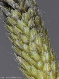 Attēlu rezultāti vaicājumam “Alopecurus aequalis flower”