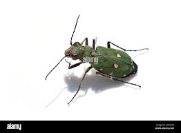 Attēlu rezultāti vaicājumam “Cicindela campestris imago”