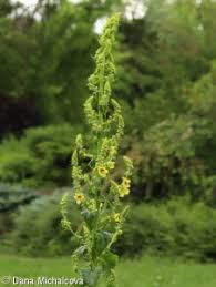Attēlu rezultāti vaicājumam “Verbascum nigrum leaf”