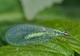 Attēlu rezultāti vaicājumam “Chrysopa”