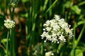 Attēlu rezultāti vaicājumam “Allium cepa”