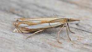 Attēlu rezultāti vaicājumam “Crambus silvella”