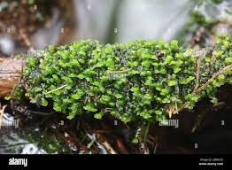 Attēlu rezultāti vaicājumam “Scapania undulata”