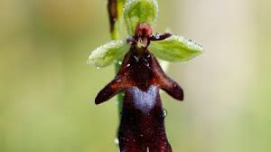 Attēlu rezultāti vaicājumam “Ophrys insectifera leaf”