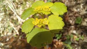 Attēlu rezultāti vaicājumam “Chrysosplenium alternifolium”