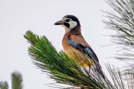 Attēlu rezultāti vaicājumam “Garrulus glandarius”