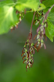 Attēlu rezultāti vaicājumam “Acer negundo female flower”