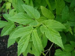 Attēlu rezultāti vaicājumam “Aegopodium podagraria leaf”