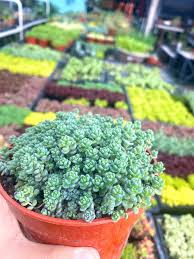 Attēlu rezultāti vaicājumam “Sedum hispanicum leaf”