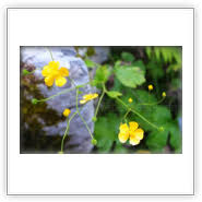 Attēlu rezultāti vaicājumam “Ranunculus lanuginosus bud”