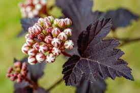 Attēlu rezultāti vaicājumam “Juncus capitatus fruit”
