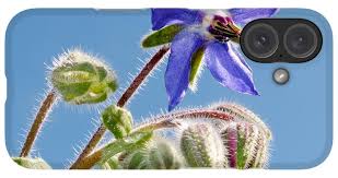 Attēlu rezultāti vaicājumam “Borago officinalis bud”