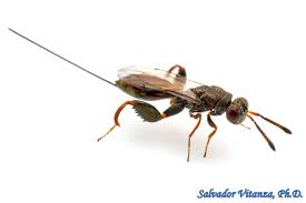 Attēlu rezultāti vaicājumam “Torymidae”