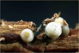 Attēlu rezultāti vaicājumam “Cribraria rufa”